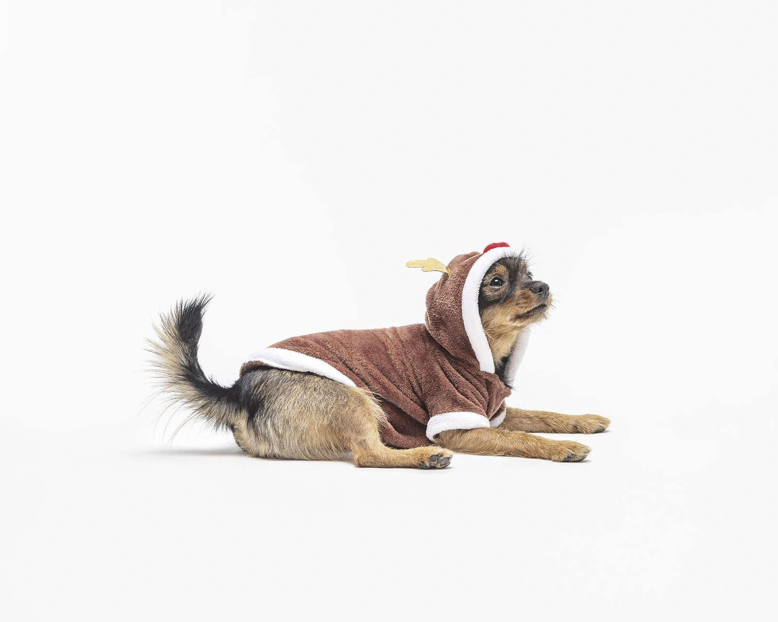 Disfraz Navideño Huppy para Perro $105
