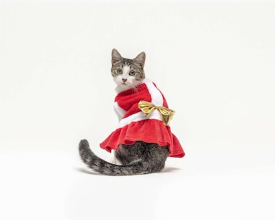 Foto 2 | Vestido Huppy para Mascota