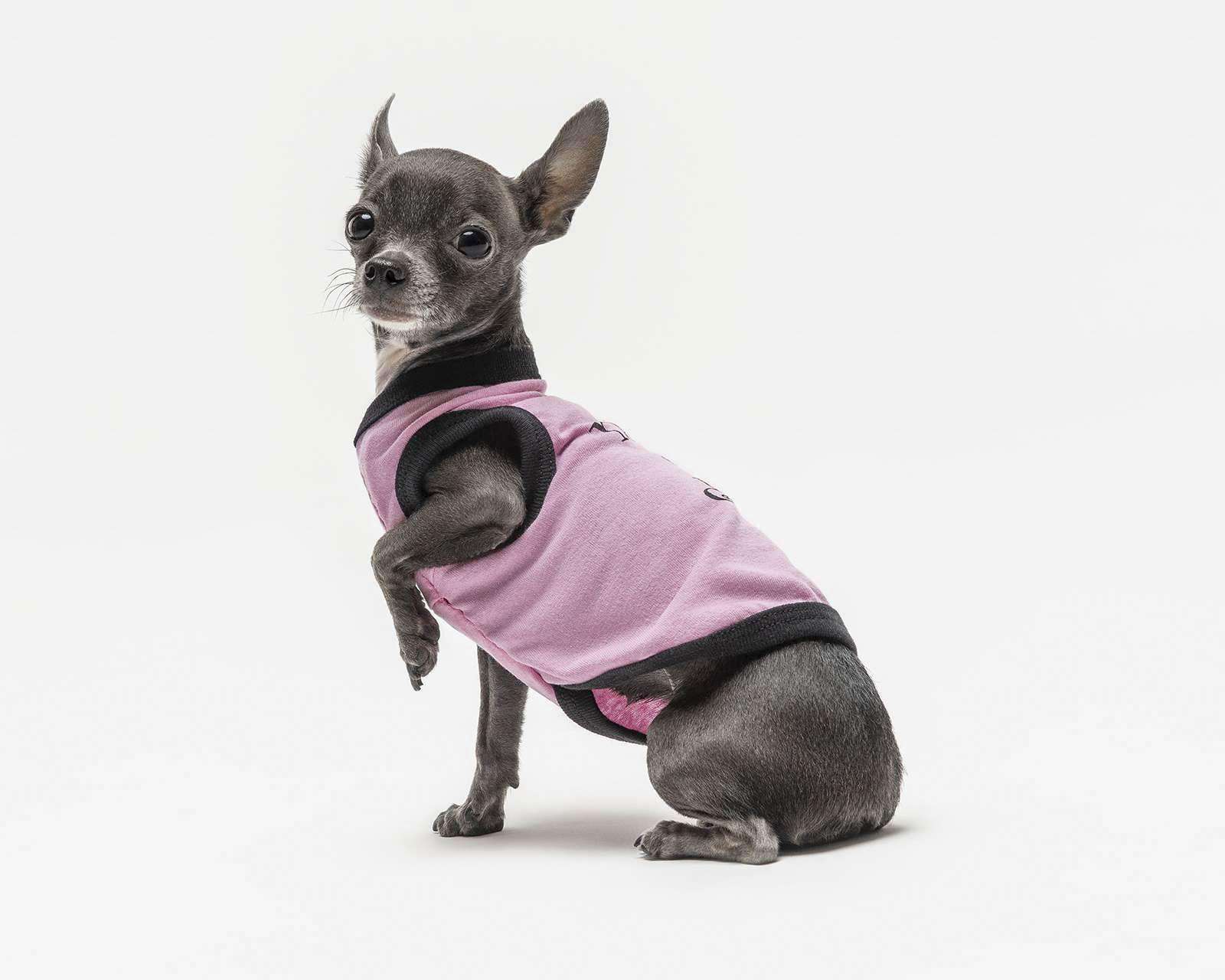 Playera Porfi para Perro