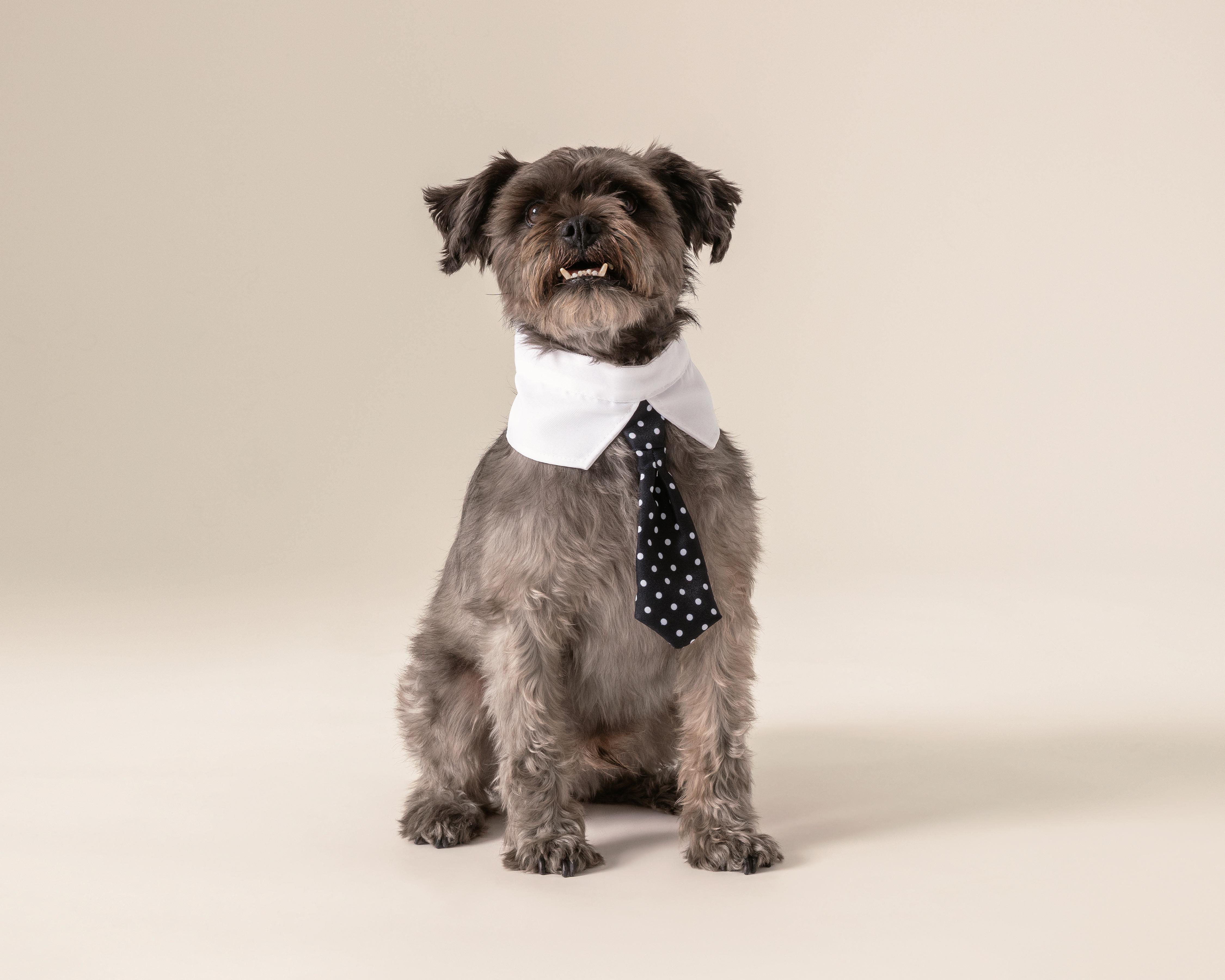 Corbata Huppy para Perro $79