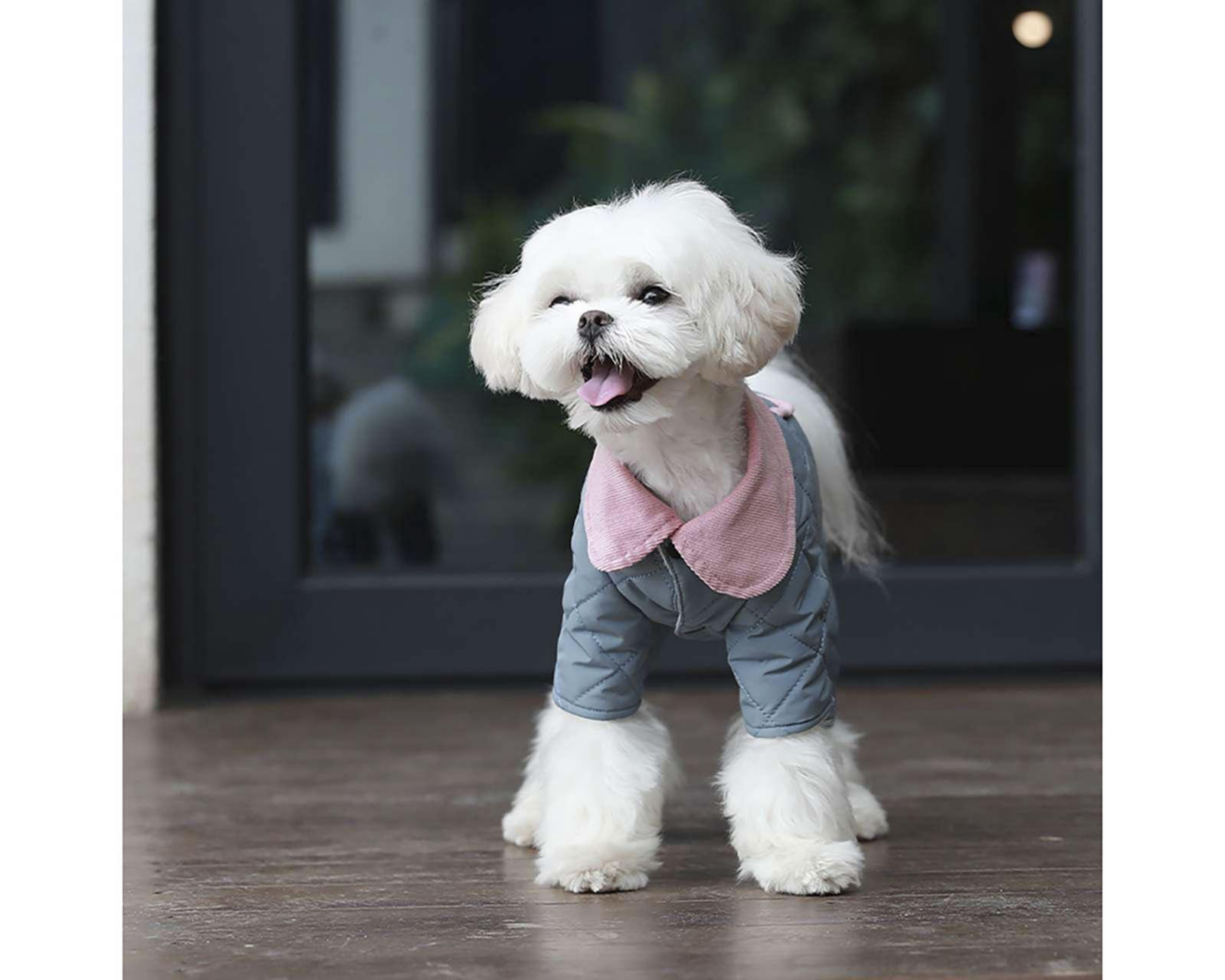 Suéter BPS para Mascota $179