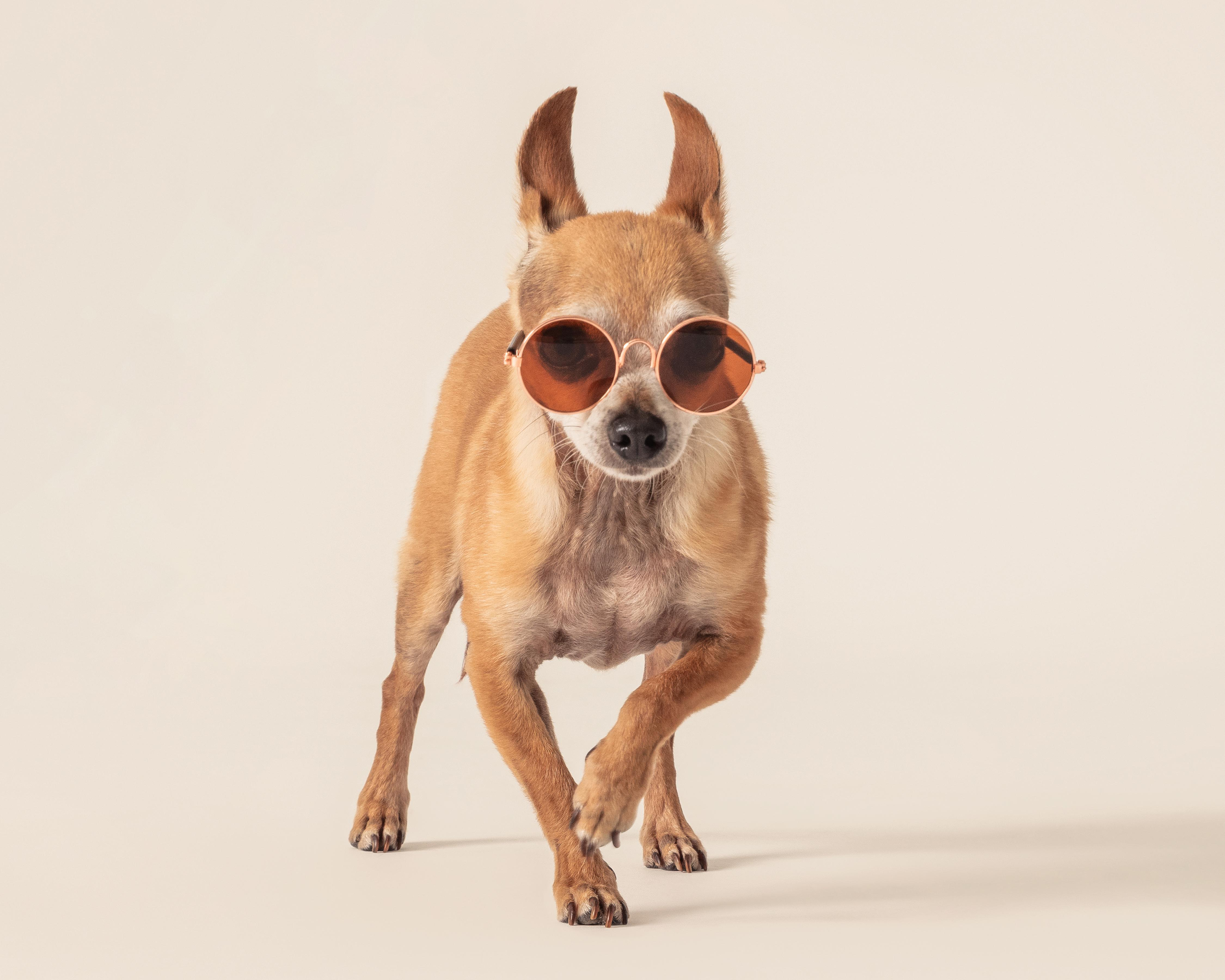 Lentes Huppy para Mascota 2 Piezas $89