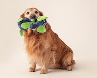 Juguete Huppy para Mascota