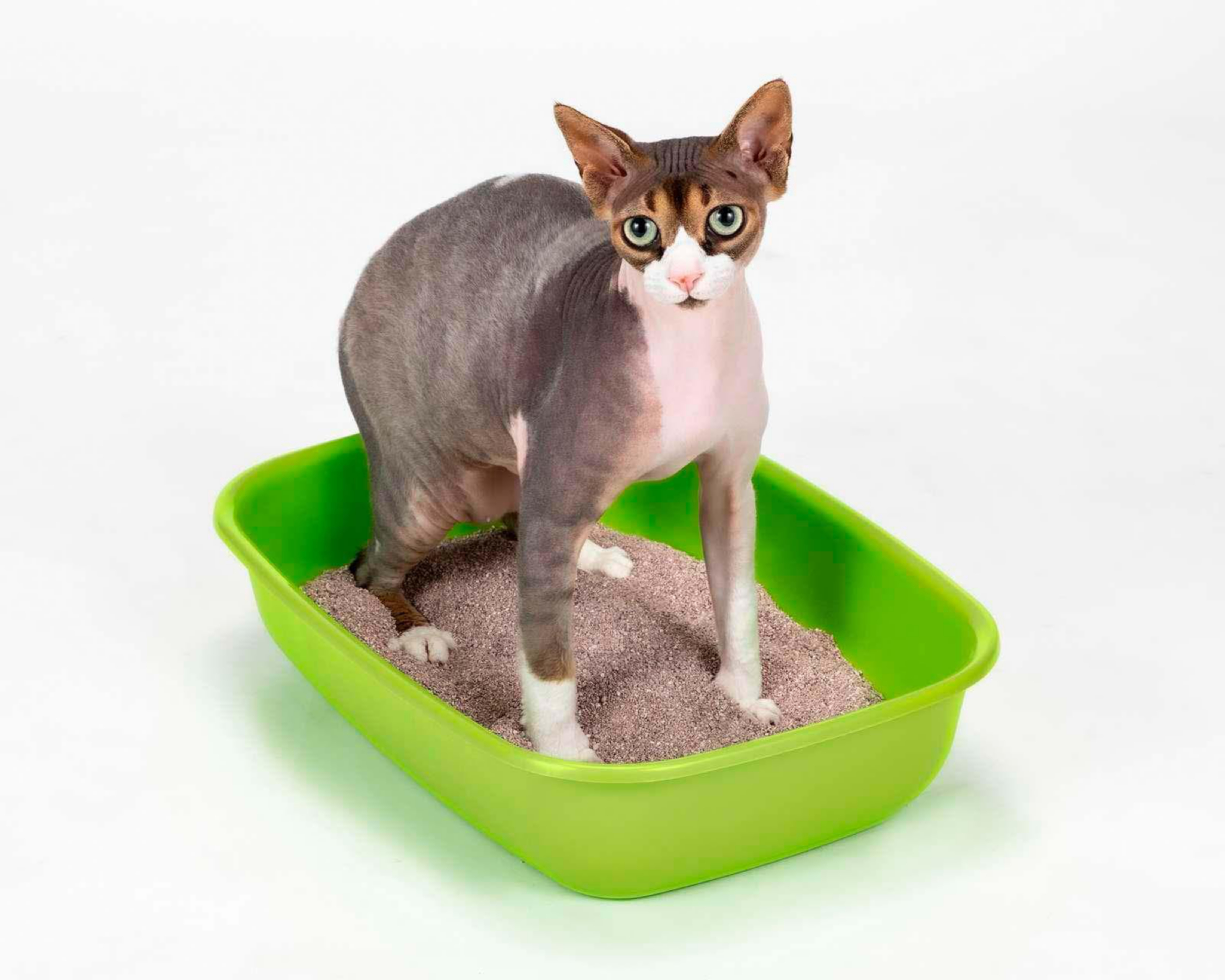 Foto 4 pulgar | Arena para Gato Grandpet Kisha Premium 7 Kg