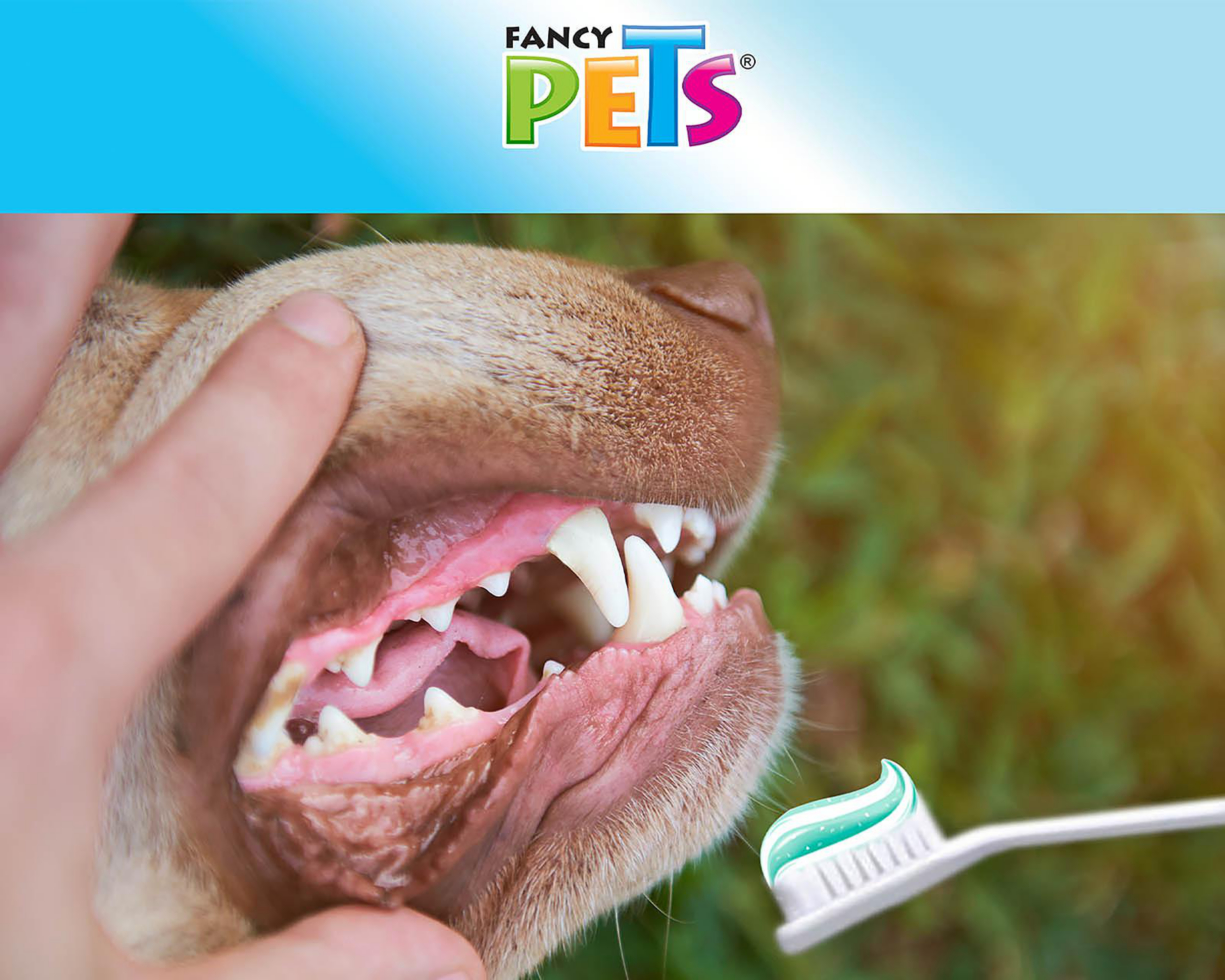 Foto 4 pulgar | Kit Dental para Perro Fancy Pets 75 ml